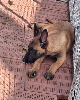 Pastore belga malinois