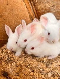 Conigli Nuova Zelanda