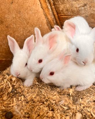 Conigli Nuova Zelanda