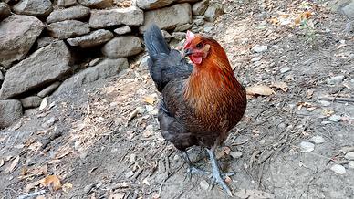 Gallina