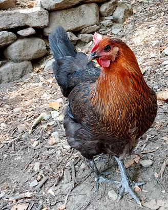 Gallina