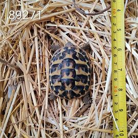 Testuggini di Hermann BABY cb 2024 (89271;89284)