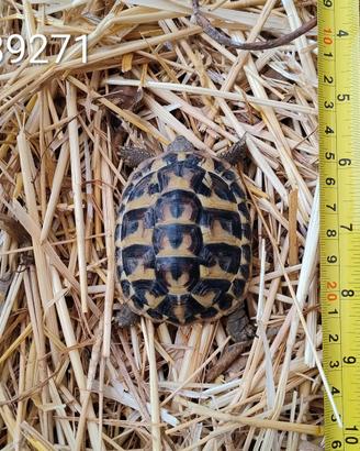Testuggini di Hermann BABY cb 2024 (89271;89284)