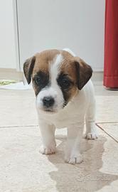 Jack russell terrier con pedigree