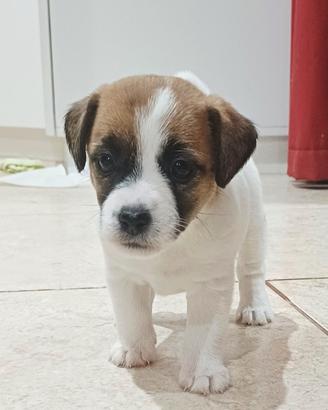 Jack russell terrier con pedigree
