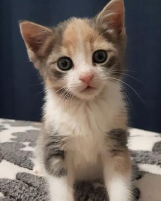 Gattina femmina 2 mesi misto siberiana