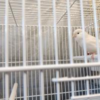 Canarini più gabbia