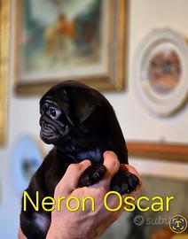 Cuccioli di Carlino nero, con pedigree