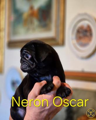 Cuccioli di Carlino nero, con pedigree