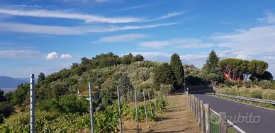 Terreno a Carmignano