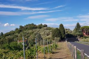 Terreno a Carmignano