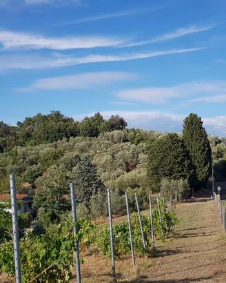 Terreno a Carmignano