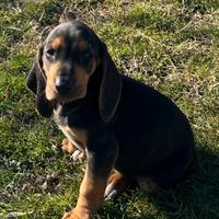 Cuccioli di segugio italiano nero focato