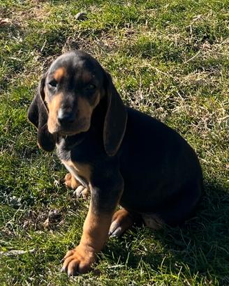 Cuccioli di segugio italiano nero focato