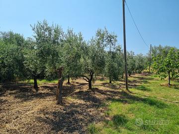 Terreno ad uliveto fronte strada