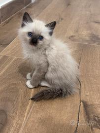 Ragdoll