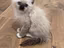 Immagine 1