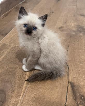 Ragdoll