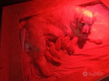 Cuccioli Golden retriever