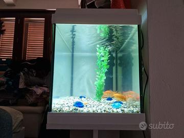 Acquario 60 litri