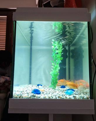 Acquario 60 litri