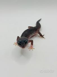 Geco leopardino