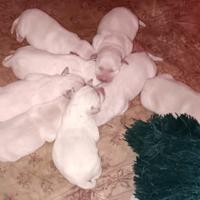 Cuccioli labrador trudi