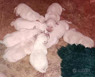 Cuccioli labrador trudi