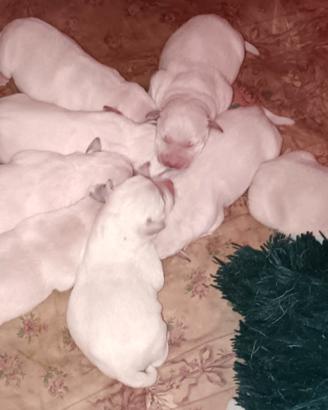Cuccioli labrador trudi