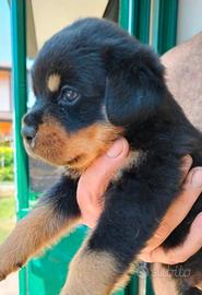 Cuccioli di Rottweiler