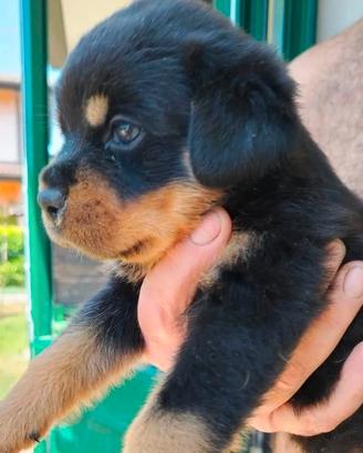 Cuccioli di Rottweiler