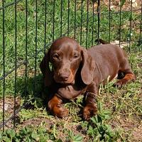 Bassotti cioccolato con Pedigree