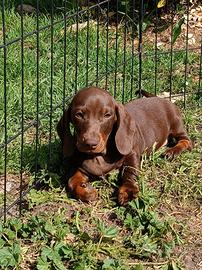 Bassotti cioccolato con test negativi