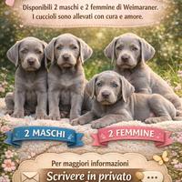 Weimaraner Cuccioli