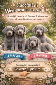 Weimaraner Cuccioli