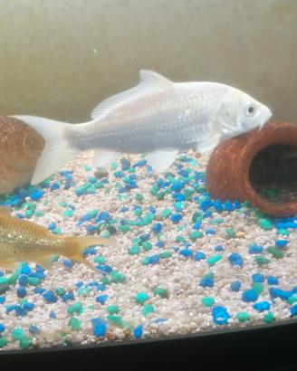 Carpe koi