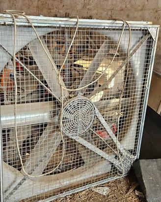 Ventilatore per ricovero animali/attrezzi