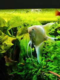 Scalari Platinum White