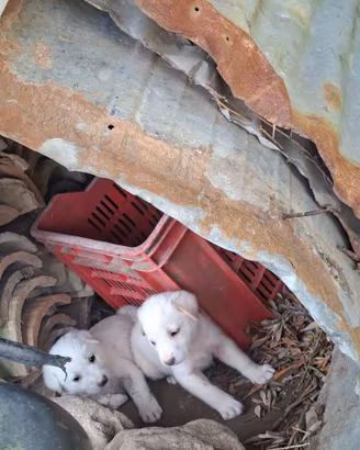 Cuccioli maschi e femmine di razza maremmana