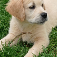 Cuccioli di Golden retriever