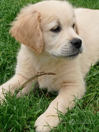 Cuccioli di Golden retriever