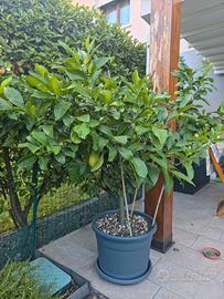 2 piante di limoni in vaso