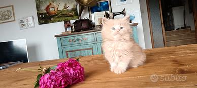 Gattini Maine Coon