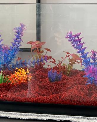 Acquario