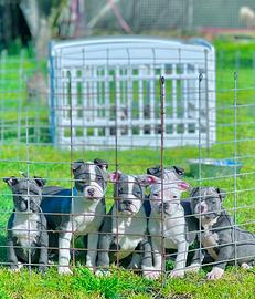 Amstaff blu occhi blu pedigree enci