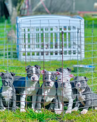 Amstaff blu occhi blu pedigree enci