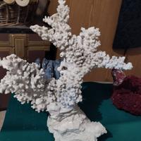 Corallo per acquario