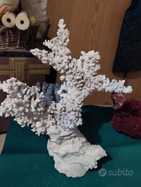 Corallo per acquario