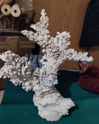 Corallo per acquario