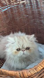 Gatto persiano